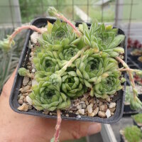 Sempervivum leucanthum Rila-Gebirge, Bulgarien(dw)