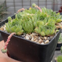 Sempervivum leucanthum Rila-Gebirge, Bulgarien(dw)