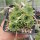 Sempervivum leucanthum Rila-Gebirge, Bulgarien(dw)