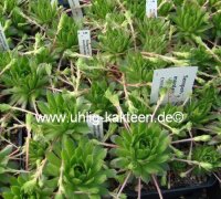 Sempervivum montanum x tectorum (dw)