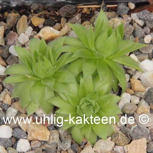 Sempervivum ossetiense (dw)
