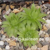 Sempervivum ossetiense (dw)