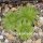 Sempervivum ossetiense (dw)