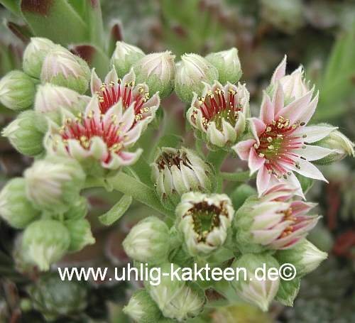 Sempervivum Silver Thaw (dw)