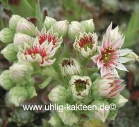 Sempervivum Silver Thaw (dw)