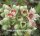Sempervivum Silver Thaw (dw)