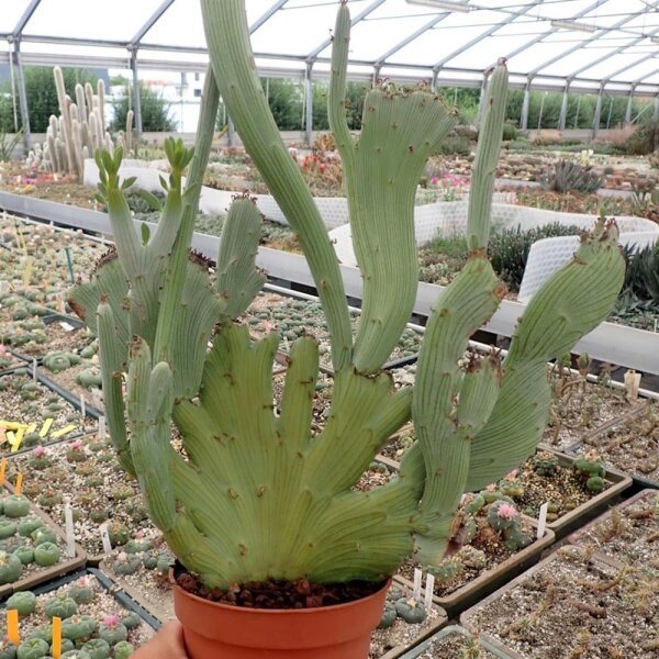 Senecio antheuphorbium cristata