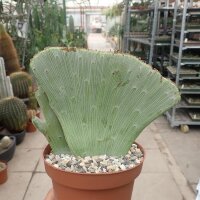 Senecio antheuphorbium cristata