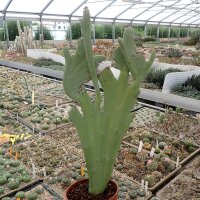 Senecio antheuphorbium cristata