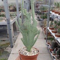 Senecio antheuphorbium cristata