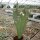 Senecio antheuphorbium cristata