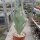 Senecio antheuphorbium cristata