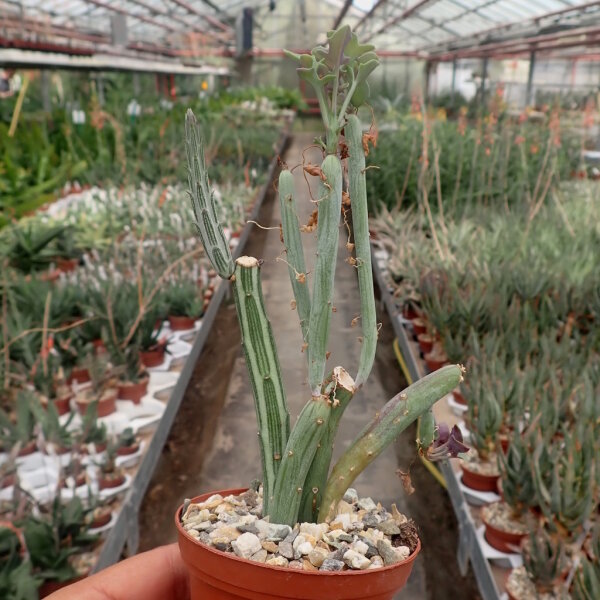 Senecio articulatus