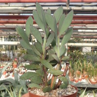 Senecio crassissimus