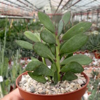 Senecio crassissimus