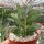 Senecio crassissimus