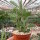 Senecio crassissimus