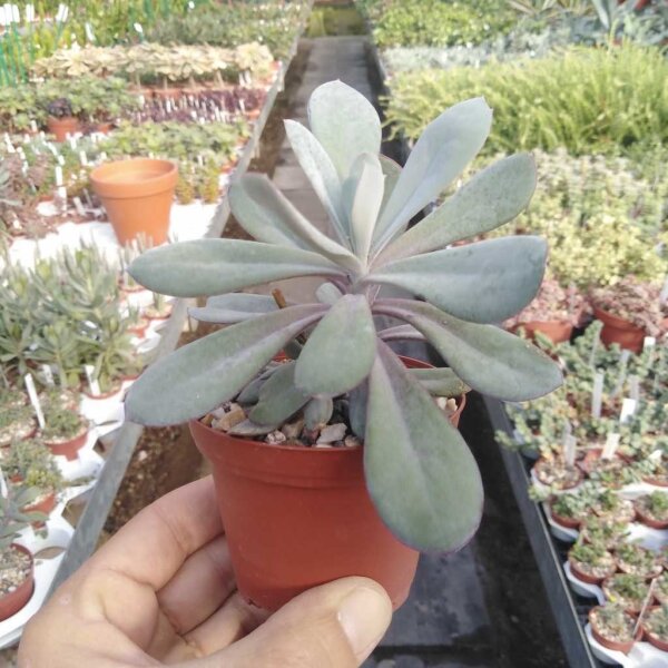 Senecio fulgens