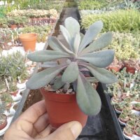 Senecio fulgens