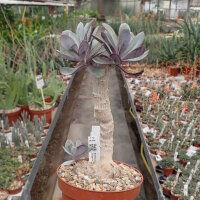 Senecio fulgens