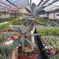 Senecio fulgens