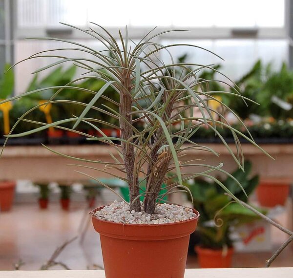Senecio kleinia
