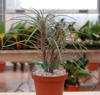 Senecio kleinia