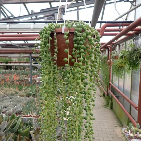 Senecio rowleyanus
