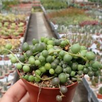 Senecio rowleyanus