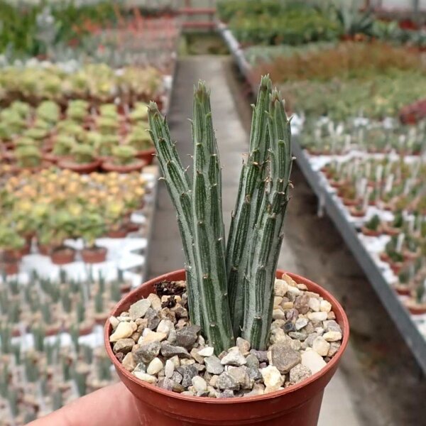 Senecio stapeliiformis