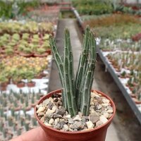 Senecio stapeliiformis