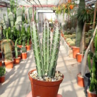 Senecio stapeliiformis