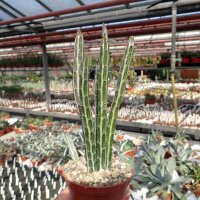 Senecio stapeliiformis