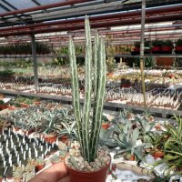 Senecio stapeliiformis