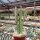 Senecio stapeliiformis