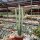 Senecio stapeliiformis