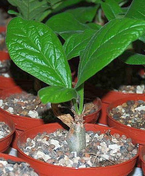 Sesamothamnus rivae