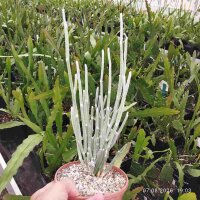 Seyrigia humbertii