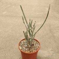 Seyrigia humbertii