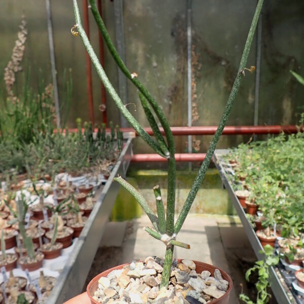 Seyrigia marnieri