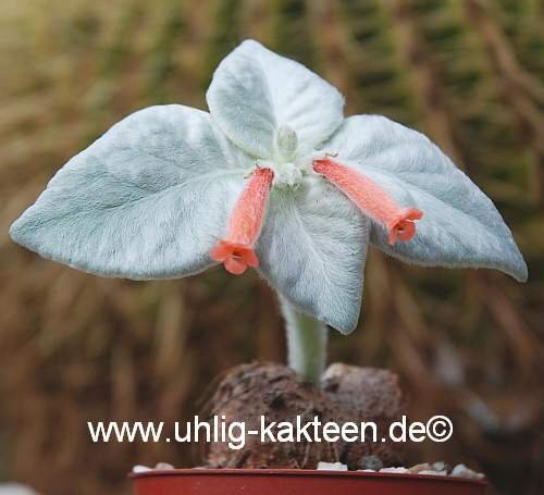Sinningia leucotricha