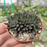 Sinucrassula yunnanensis
