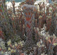 Sinucrassula yunnanensis