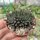 Sinucrassula yunnanensis