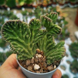 Stapelia desmetiana cristata