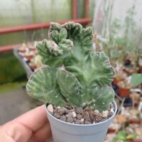 Stapelia desmetiana cristata