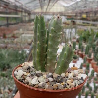Stapelia grandiflora