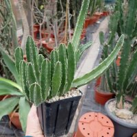 Stapelia grandiflora