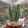 Stapelia grandiflora