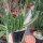 Stapelia grandiflora
